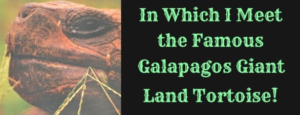 Featured Image Galapagos Giant Land Tortoise 6.17.16