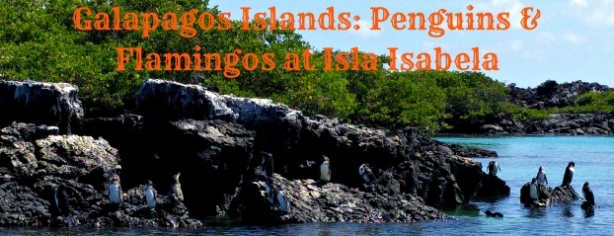 Featured Image Galapagos Penguins Flamingos Isla Isabela 6.27.16