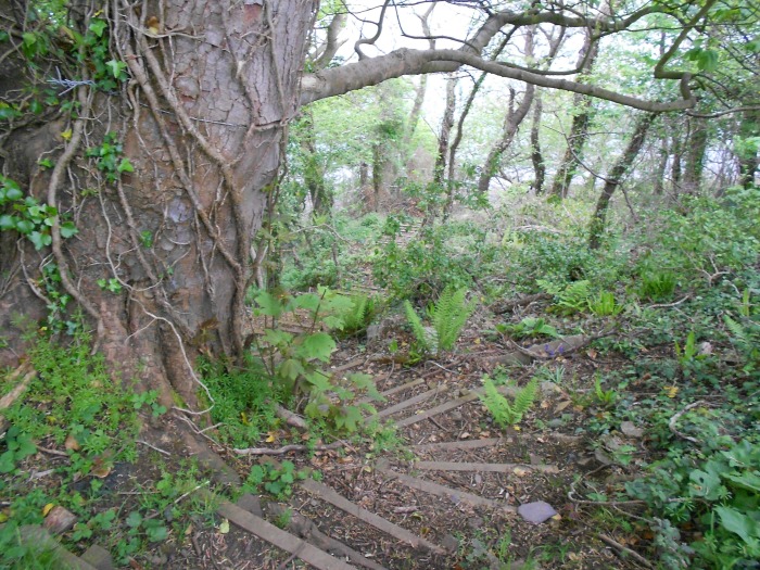 Steep steps leading me out of the Nantporth Reserve and back onto dry, even Wales Coastal Trail ground