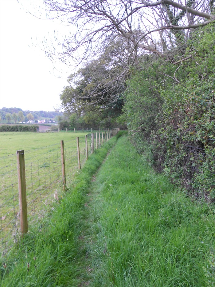 The Wales Coastal Path led me away from the building and alongside a cow pasture