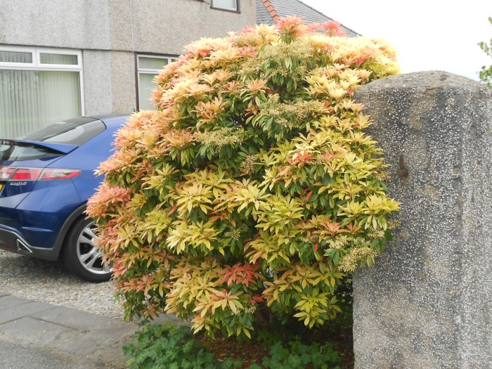 Striking bush in east Bangor neighborhood. Love the reds and oranges!