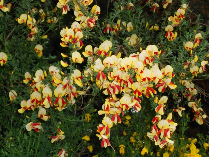 Arresting red and yellow flowers. And a pretty good photo, if I do say so myself! :)