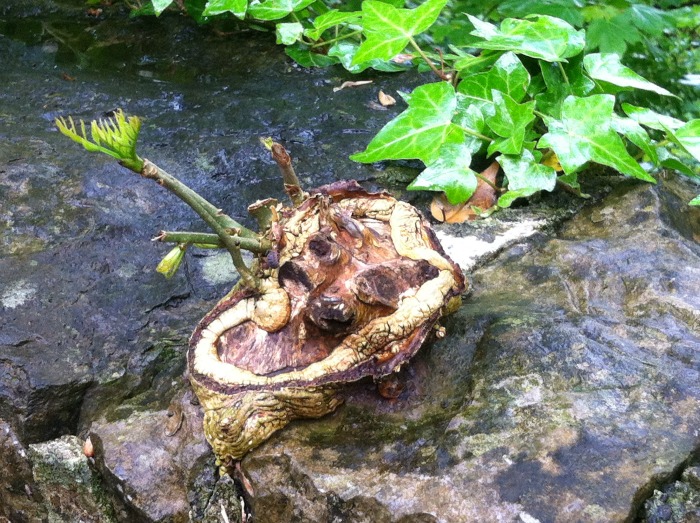 Tree nubbin growing out of a stone wall