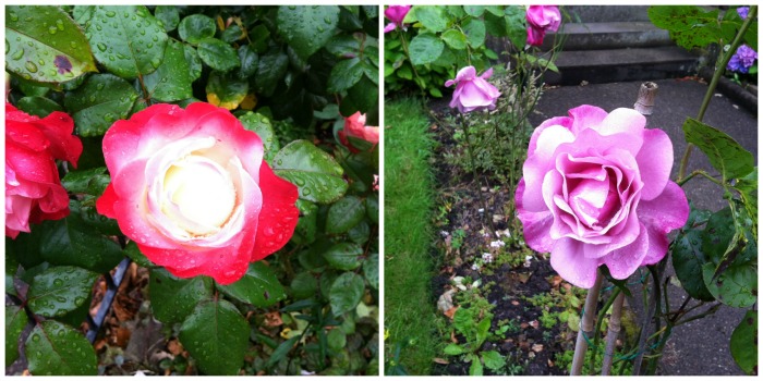 Roses Stirling - taken 8.14.15 by FF