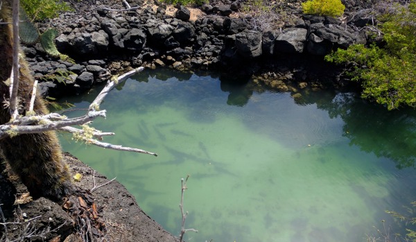 Canal de las Tintoreras, Puerto Ayora, Galapagos - taken 6.5.16 by FF