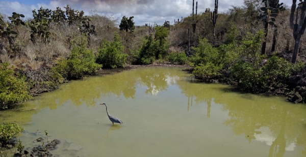 Crane, Trail to Las Grietas, Puerto Ayora, Galapagos - taken 6.5.16 by FF