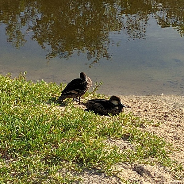 Ducks, German Beach, Puerto Ayora, Galapagos - taken 6.9.16 by FF