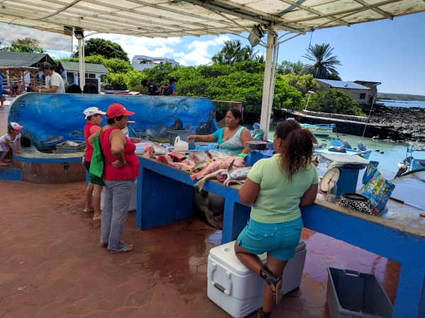 Fish Market, Puerto Ayora