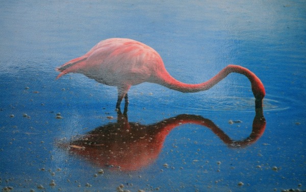 Flamingo postcard, Galapagos - taken 6.11.16 by FF