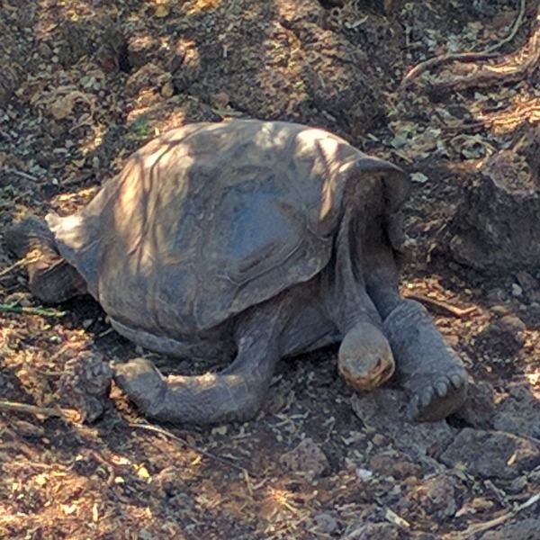 Galapagos Turtle 1, Charles Darwin Research Station, Puerto Ayora - taken 6.6.16 by FF