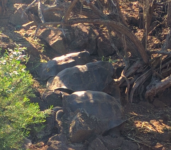 Galapagos Turtle 2, Charles Darwin Research Station, Puerto Ayora - taken 6.6.16 by FF
