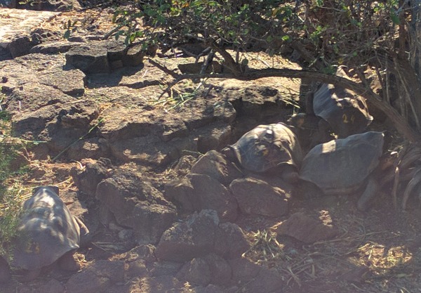 Galapagos Turtle 3, Charles Darwin Research Station, Puerto Ayora - taken 6.6.16 by FF