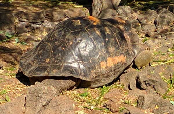 Galapagos Turtle 4, Charles Darwin Research Station, Puerto Ayora - taken 6.6.16 by FF