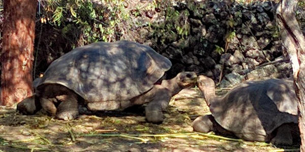 Galapagos Turtle 5, Charles Darwin Research Station, Puerto Ayora - taken 6.6.16 by FF
