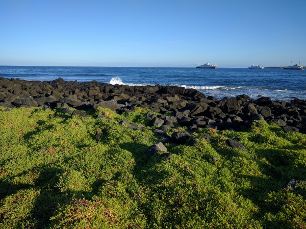 A study in contrasts: brilliant green ground cover, black rocks, and blue ocean.