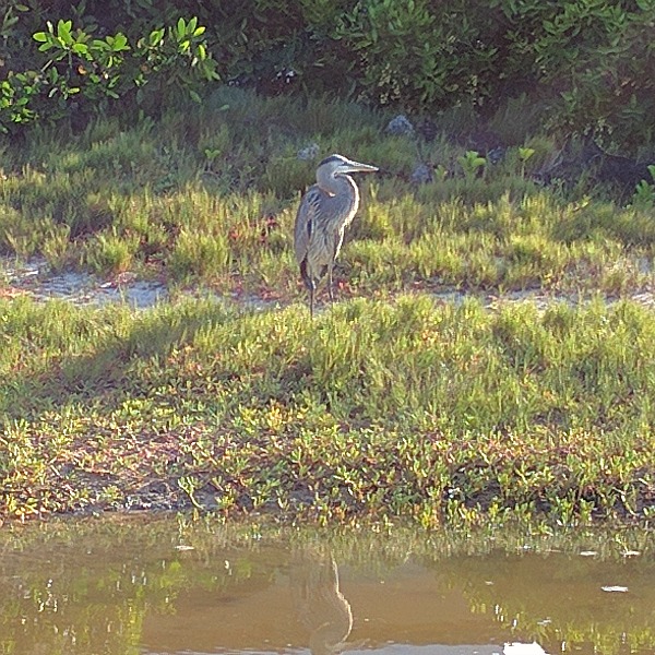 Heron, German Beach, Puerto Ayora, Galapagos - taken 6.9.16 by FF