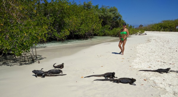 Iguanas sunbathing on Playa brava