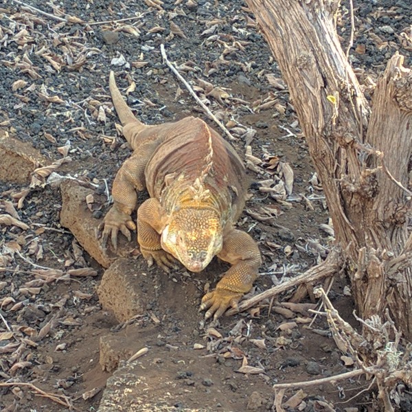 Land Iguana, Charles Darwin Research Station, Puerto Ayora, Galapagos - taken 6.6.16 by FF