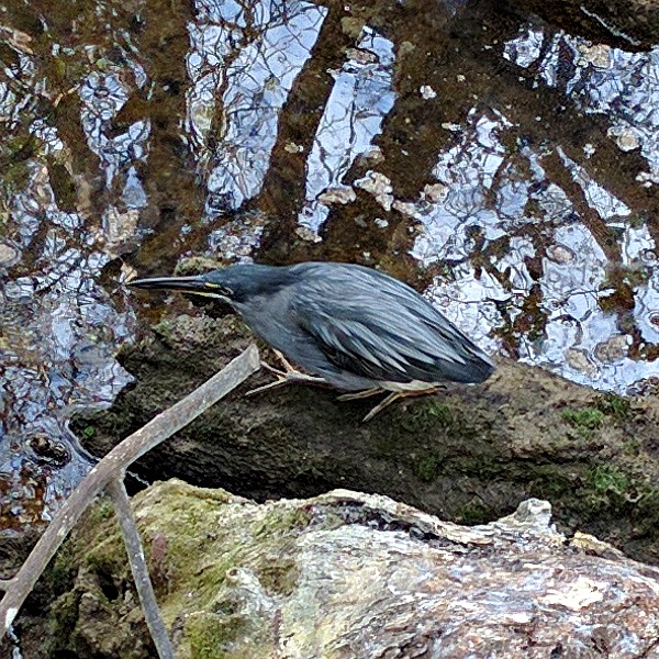 Lava Heron, Laguna de las Ninfas, Puerto Ayora, Galapagos - taken 6.8.16 by FF