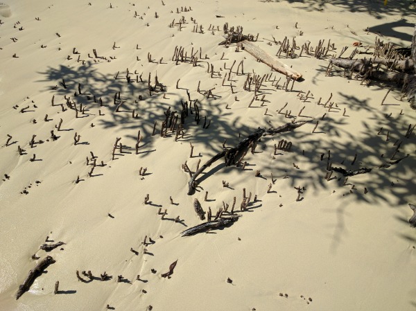 Mangrove root system