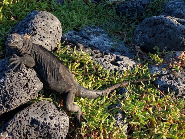 Marine Iguana, Galapagos