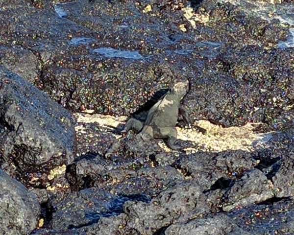 Marine iguana, Galapagos Islands