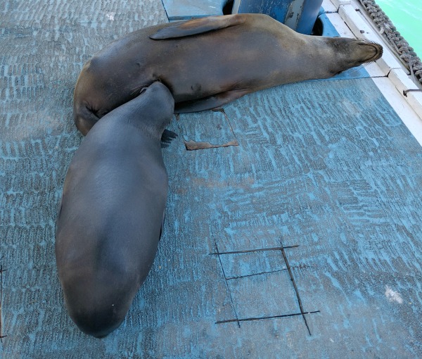 Nursing Sea Lions, Puerto Ayora Docks, Galapagos - taken 6.5.16 by FF