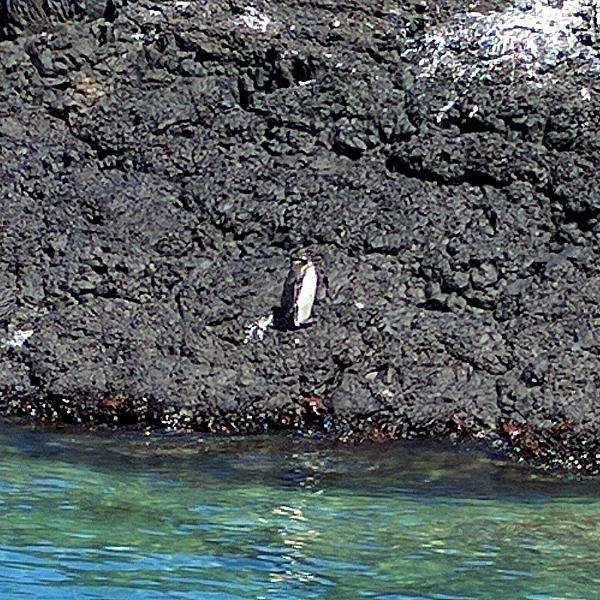 Penguin 1, Isla Isabela, Galapagos - taken 6.10.16 by FF