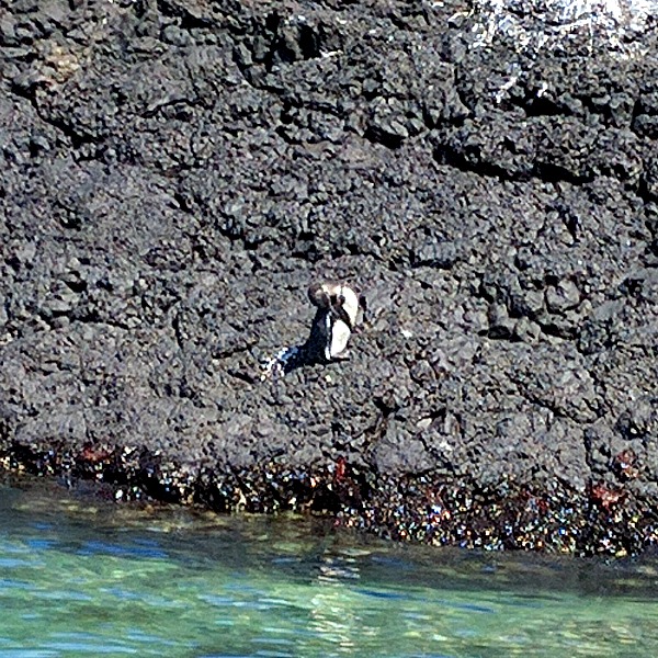 Penguin 2, Isla Isabela, Galapagos - taken 6.10.16 by FF