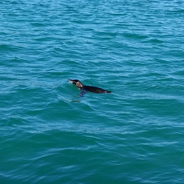 Penguin 4, Isla Isabela, Galapagos - taken 6.10.16 by FF