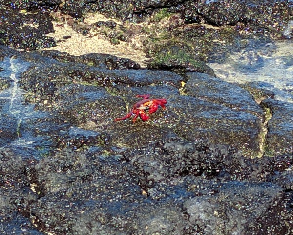 A Sally Lightfoot Crab eats algae off the rocks.