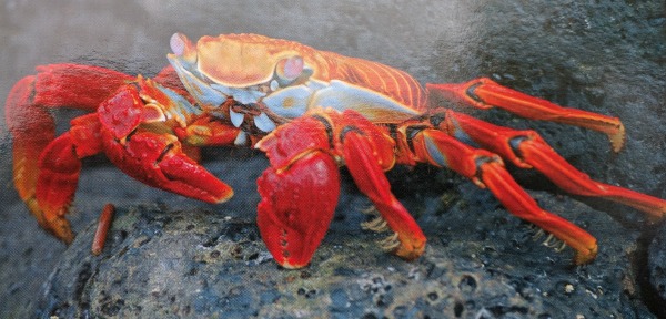Sally Lightfoot Crab Postcard, Galapagos - taken 6.11.16 by FF