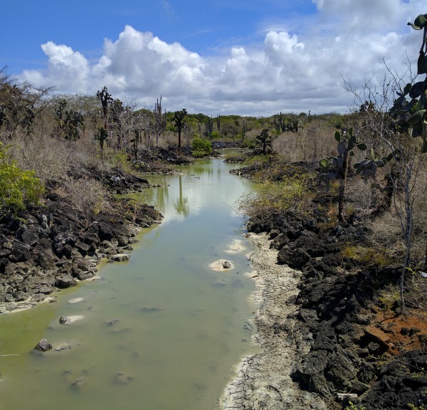 Saltwater Slough, Trail to Las Grietas, Puerto Ayora, Galapagos - taken 6.5.16 by FF