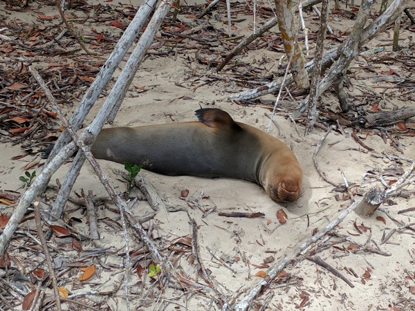 Sea Lion 1, Concha Perla, Isla Isabela, Galapagos - taken 6.10.16 by FF