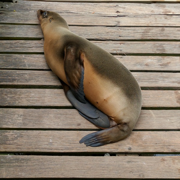 Sea Lion 3, Concha Perla, Isla Isabela, Galapagos - taken 6.10.16 by FF