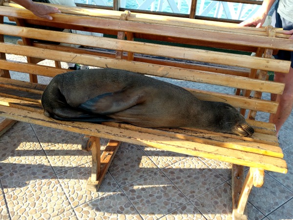 Sea Lion on Bench, Puerto Ayora, Galapagos - taken 6.10.16 by FF