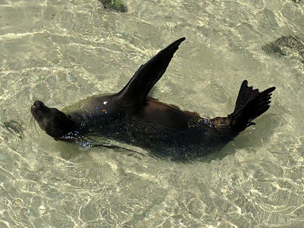 Sea Lions, Franklin Bay Jetty, Puerto Ayora - taken 6.5.16 by FF