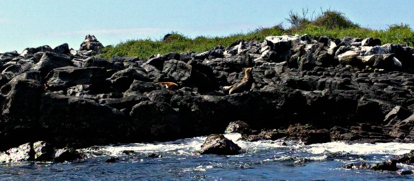 Sea Lions, Isla Caamano, Puerto Ayora, Galapagos - taken 6.5.16 by FF