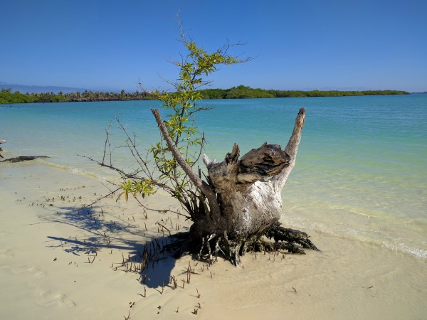 Tree stump along the shores of Tortuga Bay
