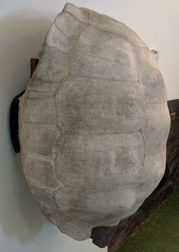 Turtle Shell Cast, Charles Darwin Research Station, Puerto Ayora, Galapagos - taken 6.6.16 by FF