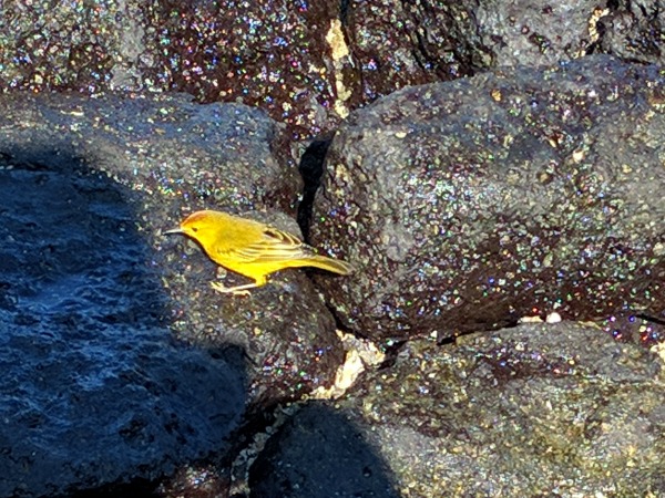 A yellow finch comes to say hello.