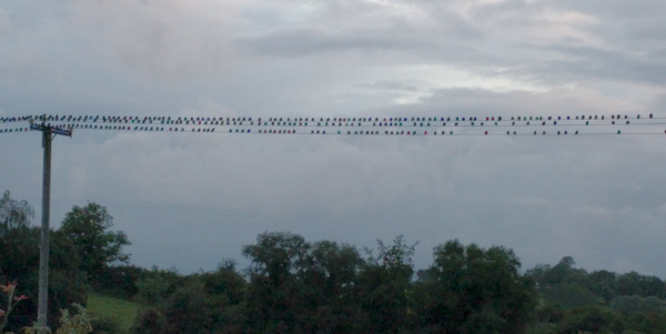 Birds on Wire, Belturbet, Ireland - taken by FF 6.23.16
