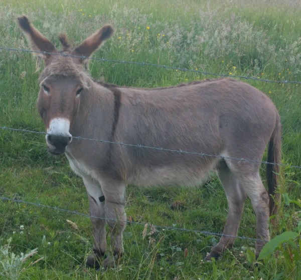 Donkey, Belturbet, Ireland - taken by FF 6.23.16