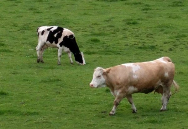 Irish Cows, Belturbet, Ireland - taken 6.17.16 by FF