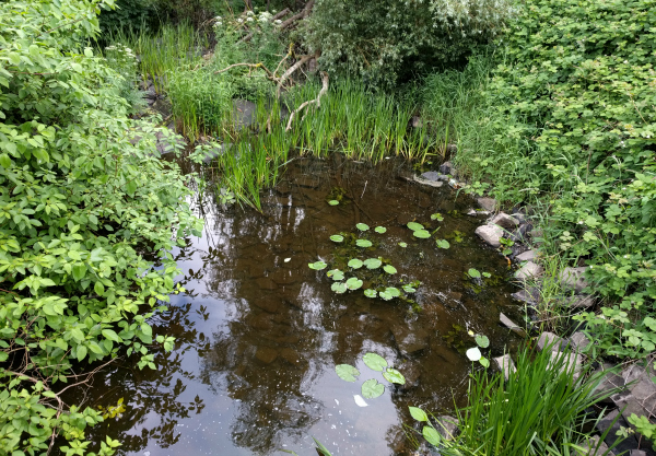 Side Channel, River Erne, Belturbet, Ireland - taken by FF 6.17.16