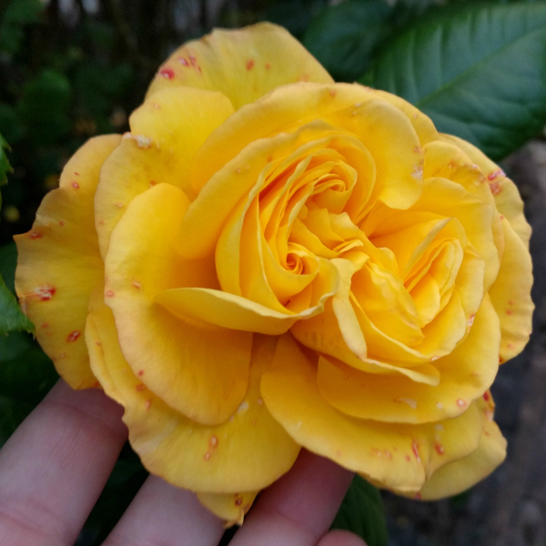 Yellow Rose, Belturbet, Ireland - taken by FF 6.23.16