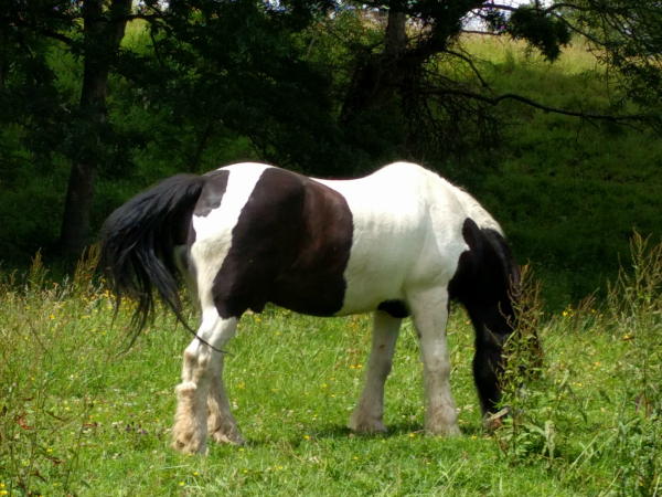 Brown & White Horse, outside Killruddery House, Ireland - taken 7.4.16 by FF