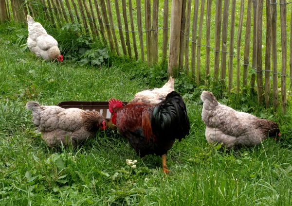 Chickens, Killruddery House, Ireland - taken 7.4.16 by FF