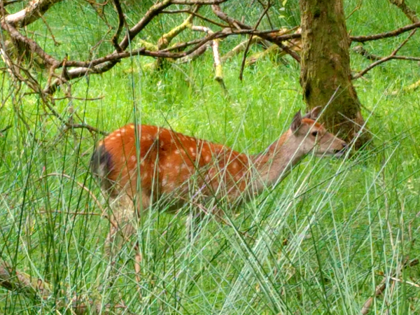 Deer, Glendalough Valley, Ireland - taken 7.24.16 by FF