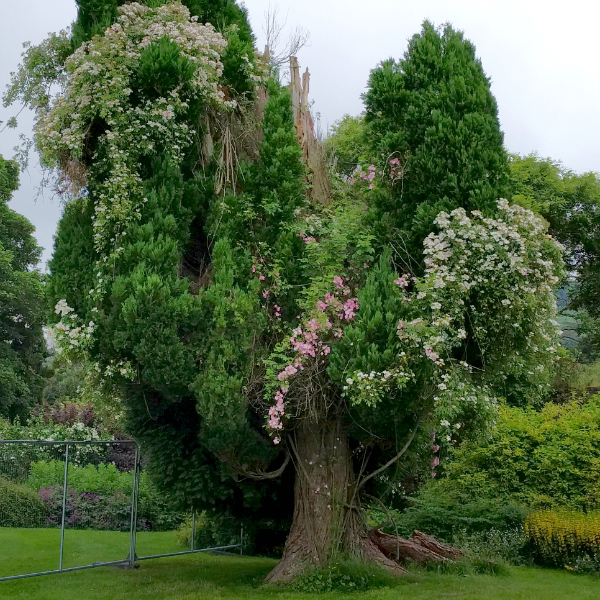 Fairy Tree, Killruddery House, Ireland - taken 7.4.16 by FF